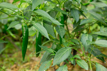 Green chilli pepper plants in growth at vegetable garden