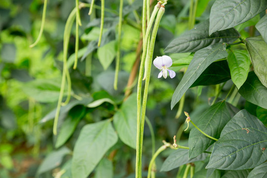 Cowpea plants in growth at vegetable garden