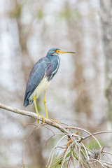 Tricolored heron perching on a branch.Big Cypress National Preserve.Florida.USA