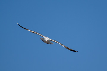 seagull in flight