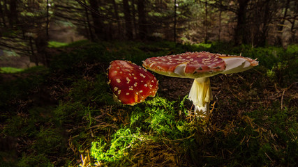 wunderschöner roter Fliegenpilz im Schwarzwald mit Moos