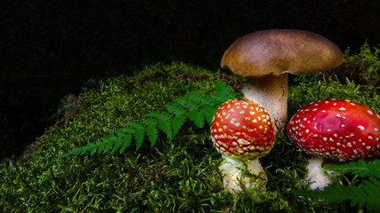 Zwei rote Fliegenpilze neben Steinpilz im schwarzwälder vermoosten Wald