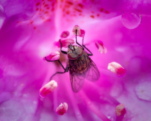 Fly in a pink flower