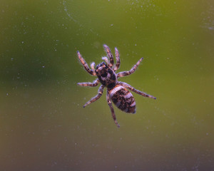 A Zebra Spider on a glass pane with a green background