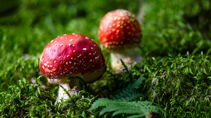 wunderschöner roter Fliegenpilz im Schwarzwald mit Moos