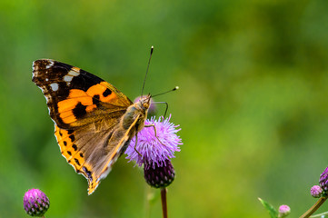 Butterflies and flowers