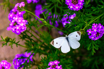 Butterflies and flowers