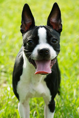 Cute Boston Terrier Outside on the Grass in Florida