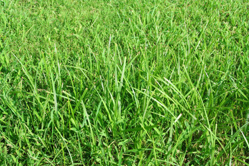 grass nature as background