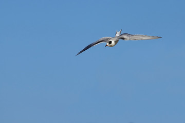 Common tern (Sterna hirundo) flying on sky background.