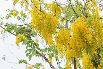 Beautiful  Cassia fistula tree  on white background