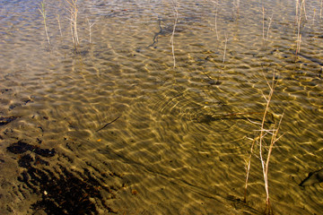 Sandy bottom in shallow water.