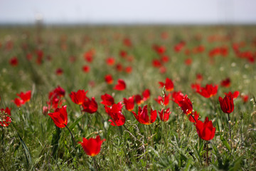 Fototapeta premium The Tulip festival