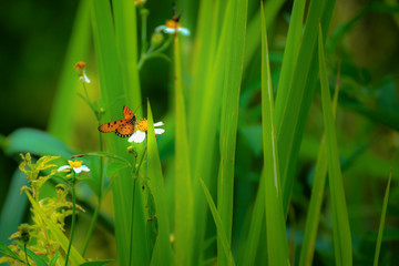 Butterfly eating nectar from pollen