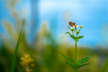 Butterfly eating nectar from pollen