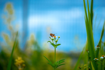 Butterfly eating nectar from pollen