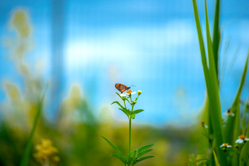 Butterfly eating nectar from pollen