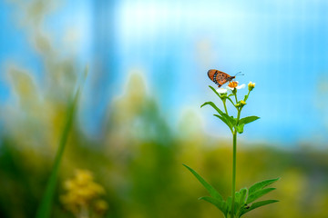 Butterfly eating nectar from pollen