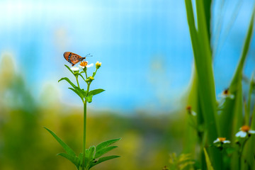 Butterfly eating nectar from pollen