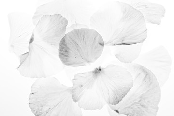 Fototapeta premium petal