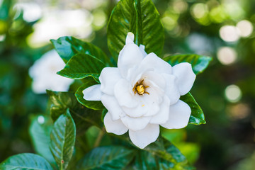 Close up of blooming white gardenia flower