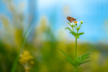 Butterfly eating nectar from pollen