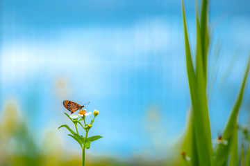 Butterfly eating nectar from pollen