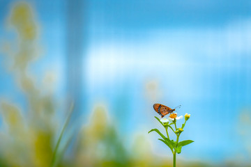 Butterfly eating nectar from pollen