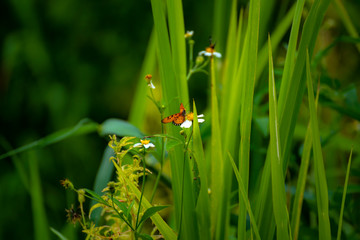 Butterfly eating nectar from pollen