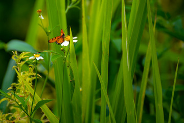Butterfly eating nectar from pollen