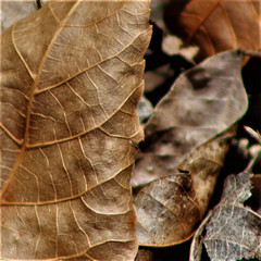 Fototapeta na wymiar leaf on wooden background