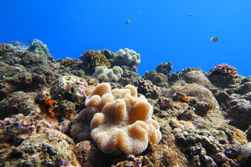 宮古島市下地島の海底に住むイソギンチャクや珊瑚の景色