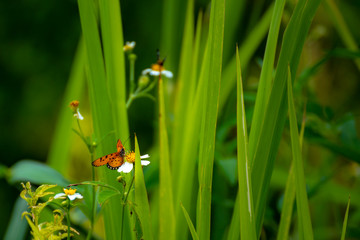 Butterfly eating nectar from pollen