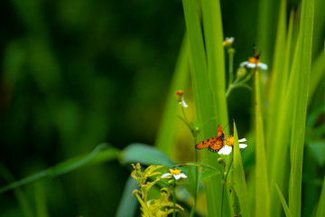 Butterfly eating nectar from pollen