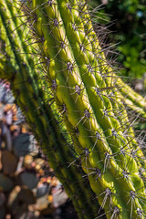 Beautiful cactus stem trunk 