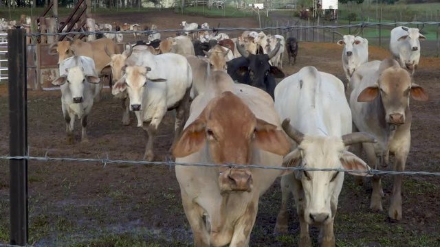 Herd of beef cattle walk toward barb wire fence and camera, Asian breed