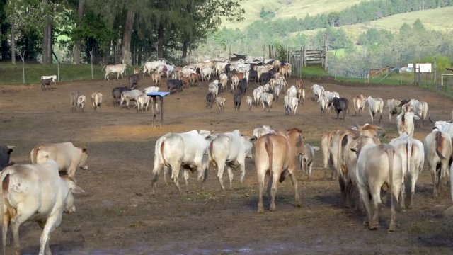 Herd of Brahman cross beef cattle walk away from camera leaving paddock