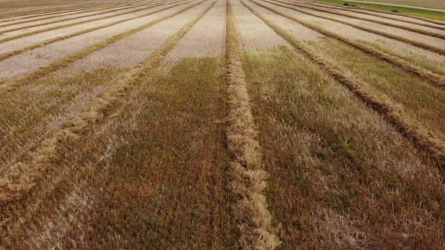 Low flying drone video over a mature fall canola field that has been swathed into windrows and is ready for harvesting.  Drone is flying parallel to the direction of the rows of crops.