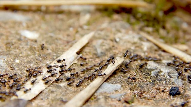 termite walking on floor