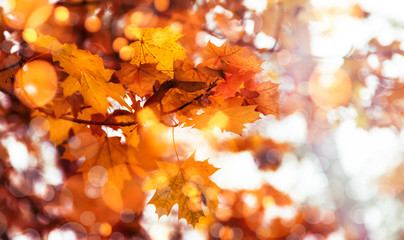 Autumn orange leaves over blurred sky, autumn nature background with bokeh