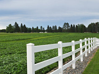 White fence on farm with green field with growing crop and trees in distance in spring time.