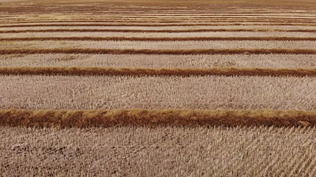 Drone video over a mature fall canola field that has been swathed into windrows and is ready for harvesting.  Drone is flying perpendicular to the direction of the rows of crops.