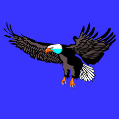 American Eagle in easy flght for hunting vector isolated for the background