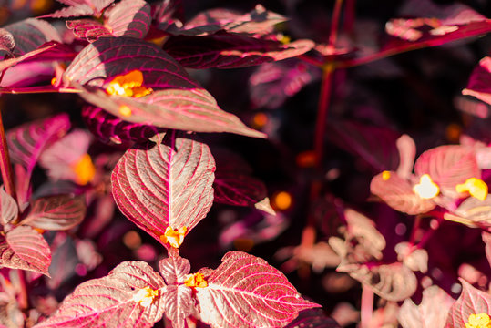 autumn colors red hosta plant macro pattern
