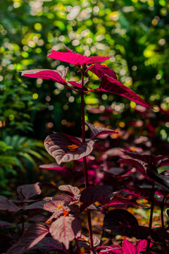 autumn colors red hosta plant macro pattern