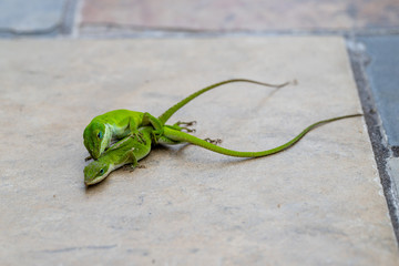 Carolina Anole, or green lizards, mating