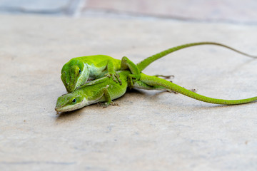 Carolina Anole, or green lizards, mating