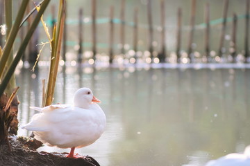 Portrait of beautiful young white duck near pond at the park in the morning with sunlight and water blurred background. copy space for text.