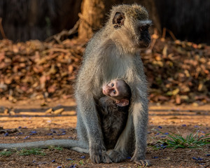 Naklejka na ściany i meble Vervet monkey mother and child 