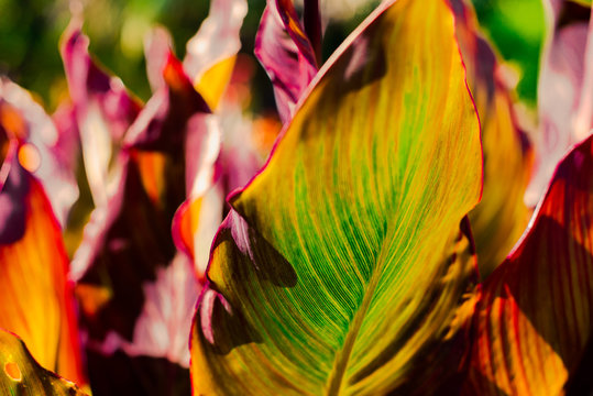 Canna lily blooming flower with abstract multicolor leaves the best exotic flower photo